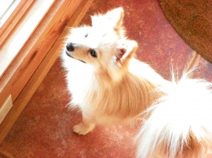 Buddy 2